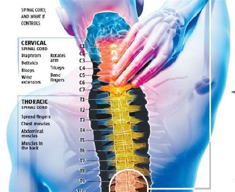 Interactive Graphic The Spinal Cord And Its Injuries The Denver Post