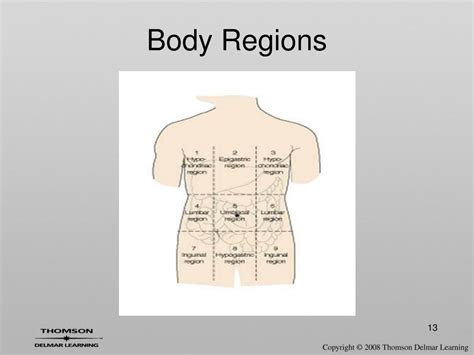 Ppt Whole Body Terms Powerpoint Presentation Free Download Id450016