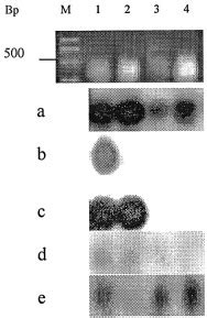 Reverse Northern Blot Analyses Of Selected Genes M Dna Marker