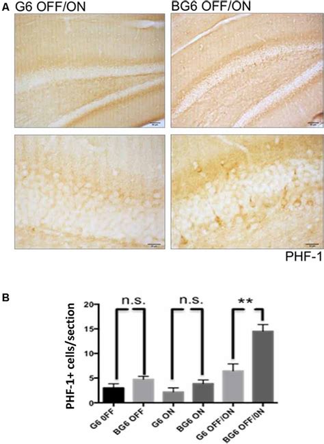 Frontiers Overexpression Of Gsk 3β In Adult Tet Off Gsk 3β Transgenic