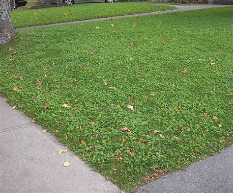 White Clover Lawn