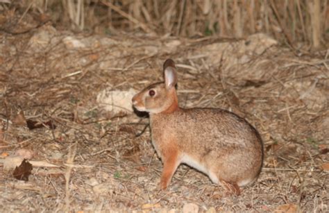 Tres Marías Cottontail Sylvilagus graysoni iNaturalist