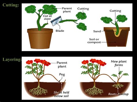 Breeding method for clonal propagation crops, apomixis and clonal sel…