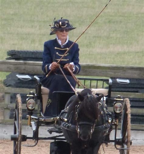 Springer Spaniel Horse Photos Spaniels Riding Helmets Driving