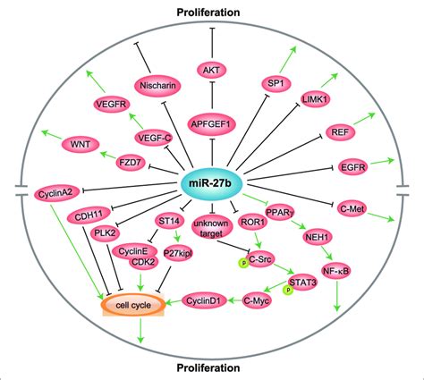 Mir 27b Regulates Cell Proliferation Via Various Target Genes Including