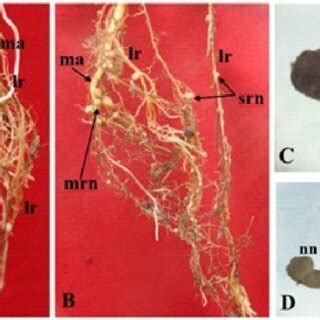 The Appearance Of Bradyrhizobium Sp Strain PZS A08 Root Nodules In