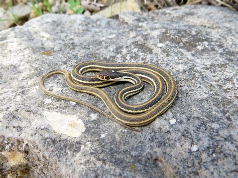 Western Ribbon Snake