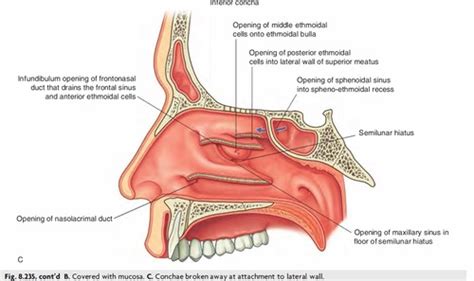 Infundibulum Nose