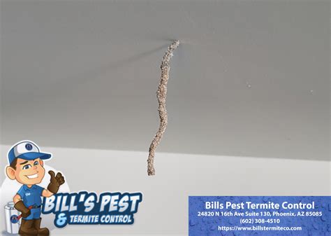 Termites In Bathroom Bills Pest Termite Control