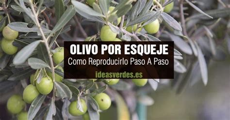 Como Reproducir Olivo Por Esqueje Sin Raiz Paso A Paso Ideas Verdes