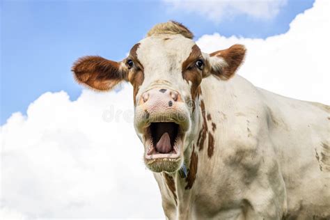 Funny Portrait Of A Mooing Cow Laughing With Mouth Open Showing Gums