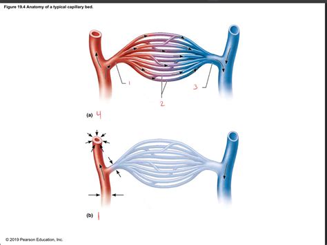 Typical Anatomy Of Capillary Bed Diagram Quizlet