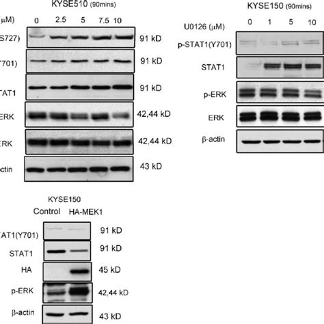 ERK Mediated STAT1 Expression In ESCC A KYSE510 And KYSE150 Cell