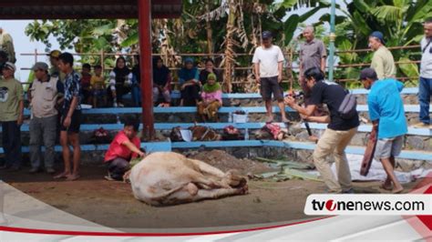 Ratusan Cacing Hati Ditemukan Pada Hewan Kurban Di Kulon Progo