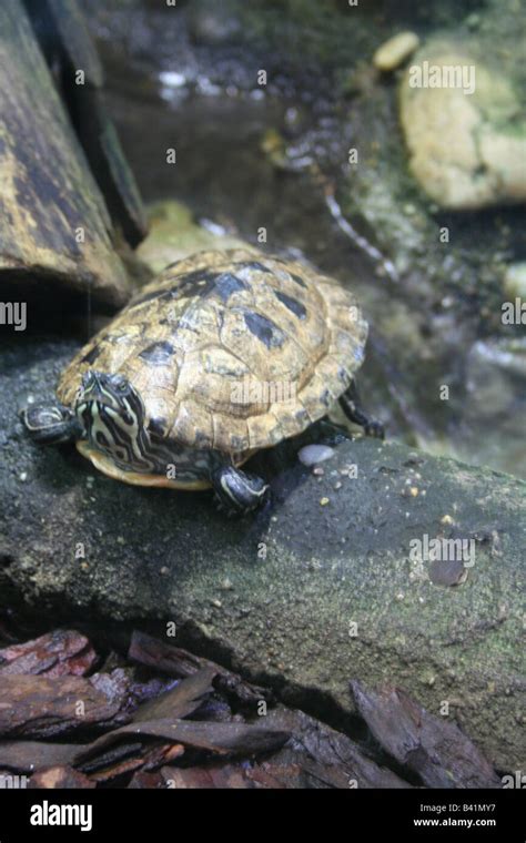 Turtle Reptile In The River Stock Photo Alamy