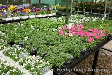 Scot Plants Direct At Hedgehogs Nursery