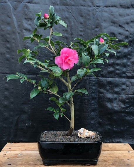 Flowering Camellia Bonsai Tree Camellia Japonica