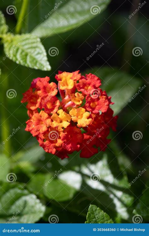 Orange And Yellow Lantana Bloom In Bright Sun Stock Photo Image Of