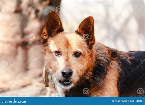 Beautiful Mutt With Gentle Brown Eyes Looking Directly At Camera