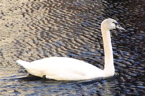 Aves De AndalucÍa Cisne Común