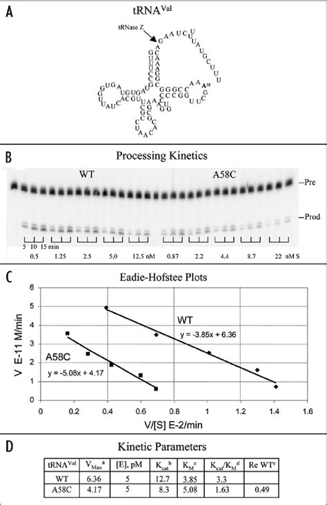 TRNase Z L Processing Kinetics Of Wild Type And A58C Human