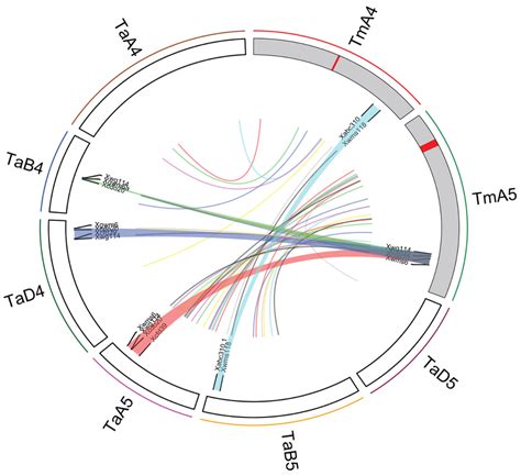 Fig S3 Comparing Orders Of The Einkorn Wheat Genetic Map With The