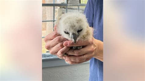 Meet Flaco Jr., the rescued baby owl injured after falling from a Long Island nest | FOX 5 New York