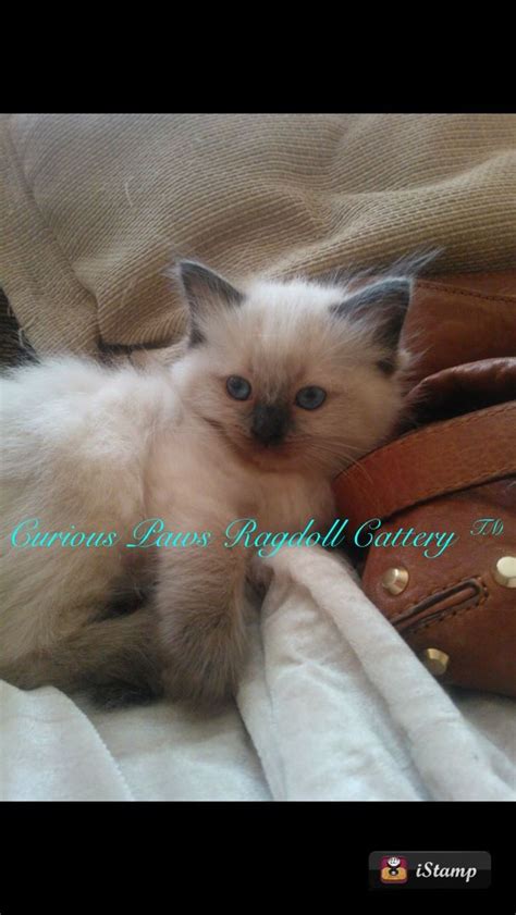 Iheart cinnamon ragdoll colorpoint | Ragdoll cattery, Ragdoll cat, Ragdoll