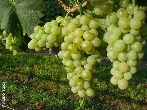 Vermentino Vicinoit