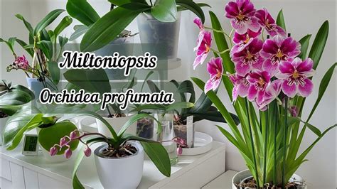 Orchidea Profumata Miltoniopsis Miltoniopsis Orchidee Orchidea