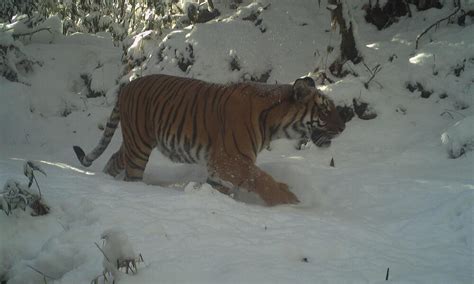 In An Astounding Achievement Bhutan Tiger Numbers Grow By 27