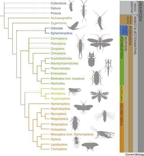 The Evolution Of Insect Biodiversity Current Biology