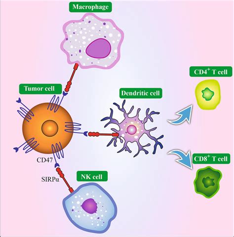 The Main Immune Cells Interacting With Cd On Tumor Cells The