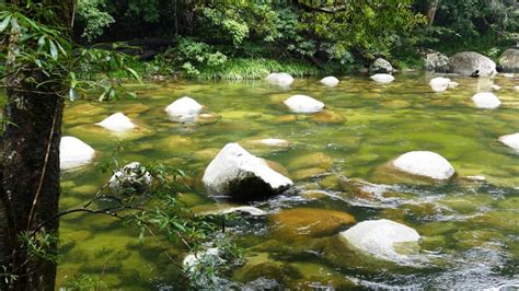 Aboriginal Cultural Tour Daintree Rainforest Mossman Gorge