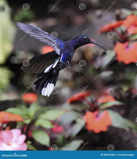 Violet Sabrewing Campylopterus Hemileucurus Stock Photo Image Of