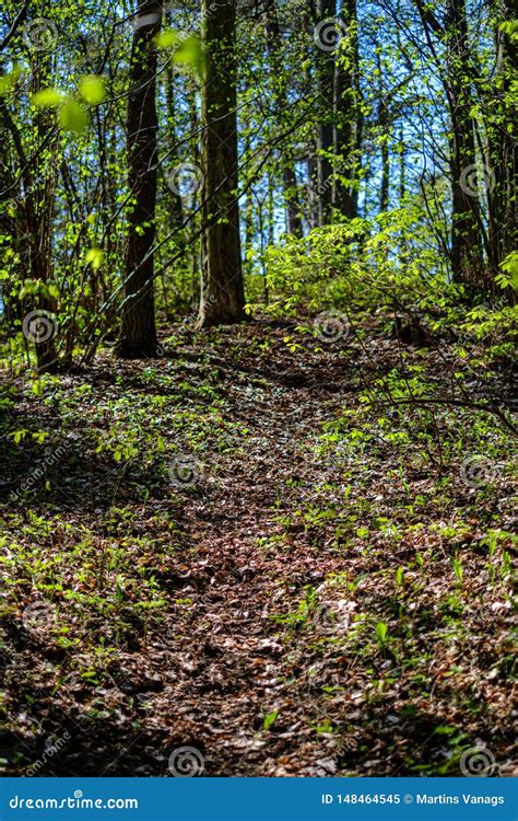 Bosque Verde Fresco En Primavera Con Los Rboles Imagen De Archivo