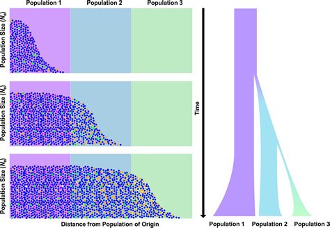 Patterns Of Deleterious Variation Between Human Populations Reveal An