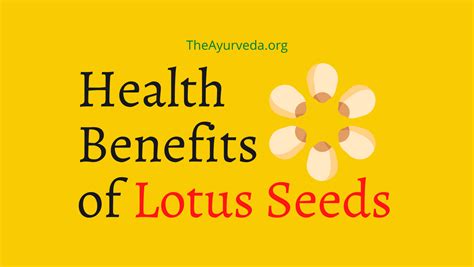 Lotus Seeds Health Benefits Theayurveda