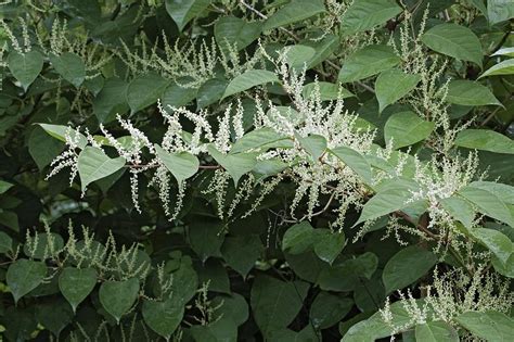 Giant Knotweed Reynoutria Sachalinensis Photograph By Dr Nick Kurzenko