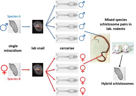 Bugbitten The Sex Lives Of Schistosomes Complexed Mixing Of Genomes