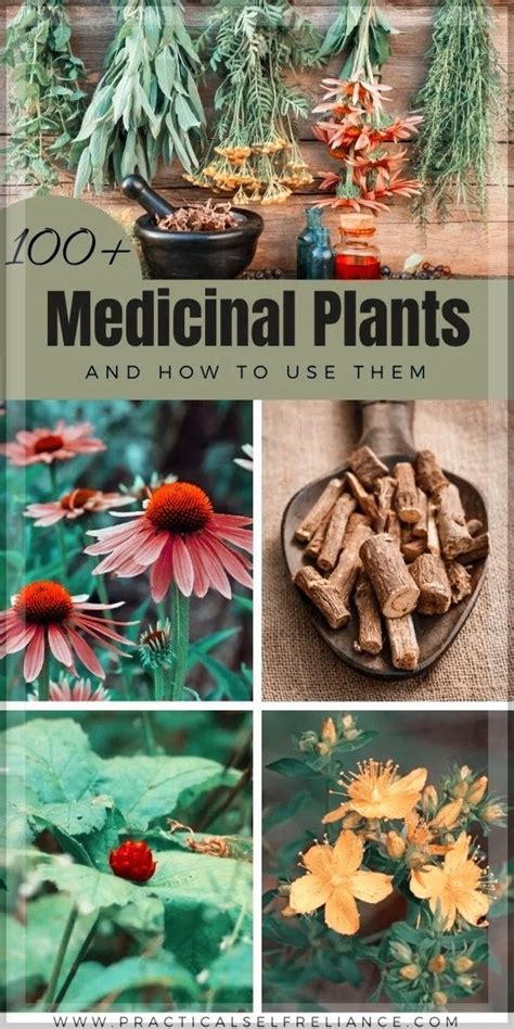 100+ Medicinal Plants and Their Uses | Medicinal herbs garden ...