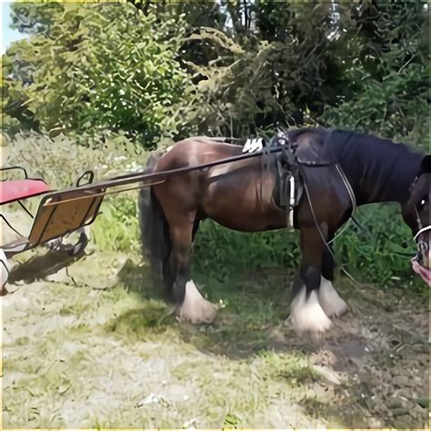 Pony Carts for sale in UK | 57 used Pony Carts