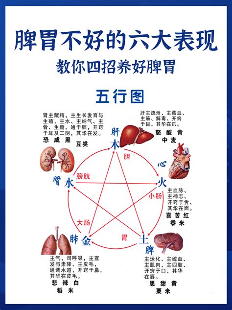 脾胃不好的六大表现，教你四招养好脾胃 哔哩哔哩