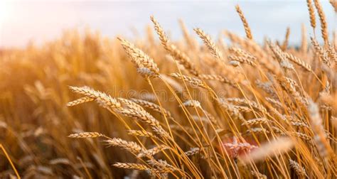 Campo De Trigo Orelhas De Trigo Dourado O Sol Imagem De Stock