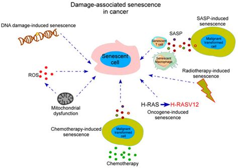 Ijms Free Full Text Senescence In The Development And Response To