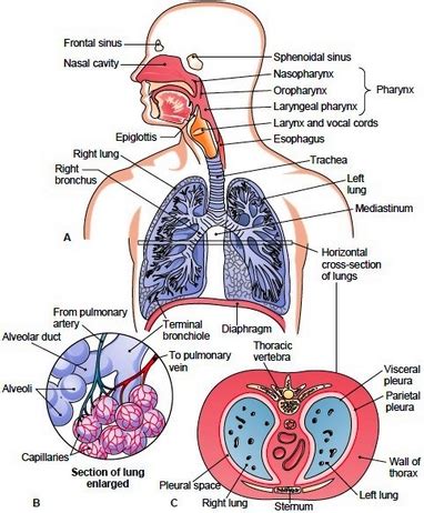 Respiration Respiratory System Phases Of Respiration