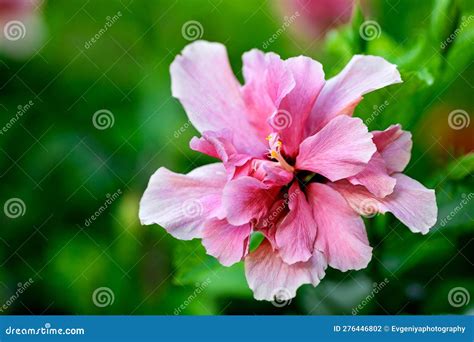 Pink Hibiscus Flower Blooming In Spring Time Tropical Plant In Cancun