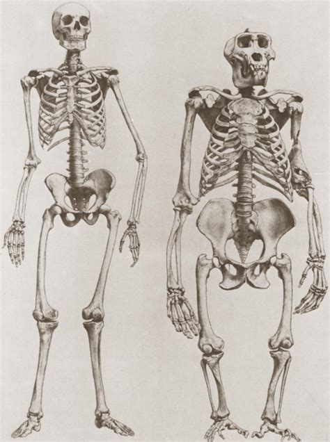 Gorilla Vs Human