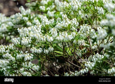 Dwarf Japanese Andromeda Pieris Japonica Var Yakushimensis Prelude