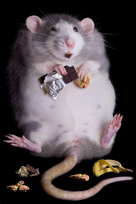 Cute Rat Wallpapers - Top Free Cute Rat Backgrounds - WallpaperAccess